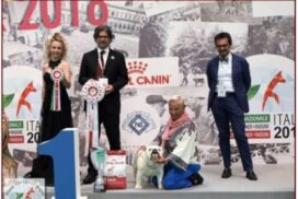allevamento bulldog inglese- buckandsons - escobar-koby-17 mesi - BEST OF GROUP ENCI WINNER Milano 2018 (Giudice Massimo Inzoli)