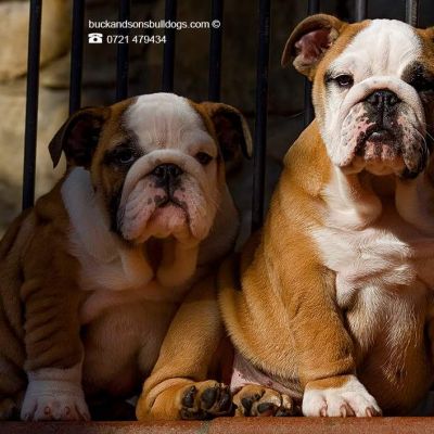 allevamento bulldog inglese- buckandsons - cuccioli