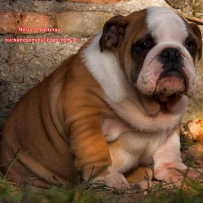 allevamento bulldog inglese- buckandsons - cucciolo