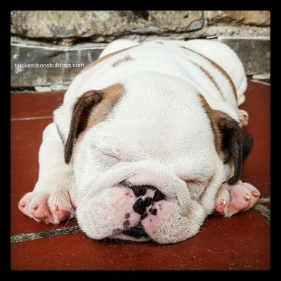 allevamento bulldog inglese- buckandsons - irimi