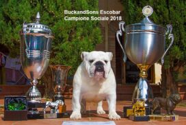 allevamento bulldog inglese- buckandsons - escobar-koby- campione sociale-premi