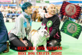 allevamento bulldog inglese- buckandsons - escobar-koby- 3 anni - BEST DOG CRUFTS 2020 (Giudice Terry Davison)