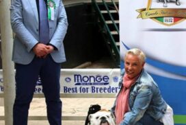 allevamento bulldog inglese- buckandsons - escobar-koby-15 mesi - BEST OF BREED Speciale Grosseto 2018 (Giudice Gianni Vullo)