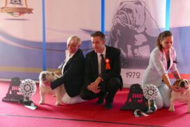 allevamento bulldog inglese- buckandsons - escobar-koby-14 mesi - BEST OF BREED Speciale Livorno 2018 (Giudice Ben Karpel)