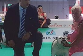 allevamento bulldog inglese- buckandsons - escobar-koby-16 mesi - BEST OF BREED Int. Milano 2018 (Giudice Mariano Di Chicco