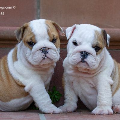 allevamento bulldog inglese-buckandsons -cuccioli