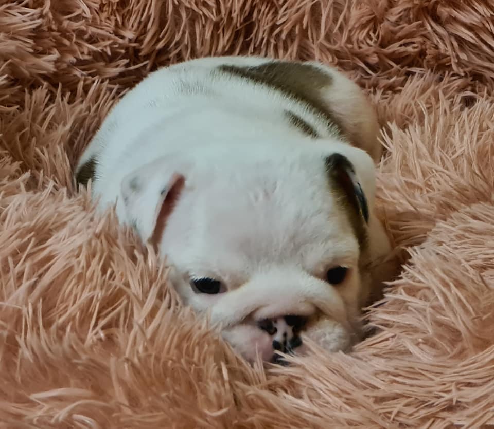 ALLEVAMENTO BULLDOG INGLESE- BUCK AND SONS- CUCCIOLI ALLEVAMENTO BULLDOG INGLESE- BUCK AND SONS- CUCCIOLI