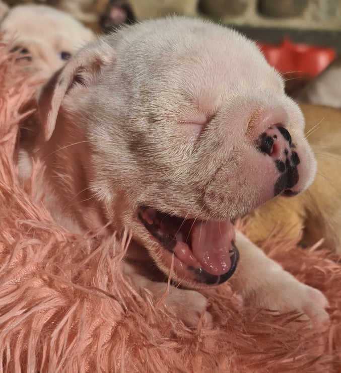 ALLEVAMENTO BULLDOG INGLESE- BUCK AND SONS- CUCCIOLI ALLEVAMENTO BULLDOG INGLESE- BUCK AND SONS- CUCCIOLI
