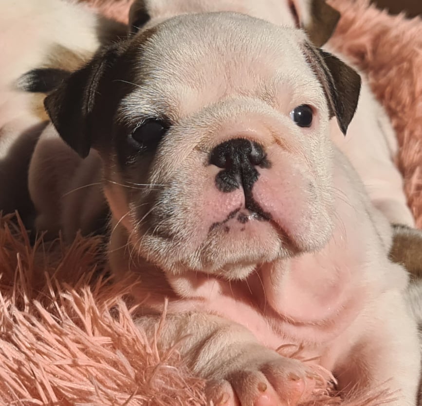 ALLEVAMENTO BULLDOG INGLESE- BUCK AND SONS- CUCCIOLI ALLEVAMENTO BULLDOG INGLESE- BUCK AND SONS- CUCCIOLI