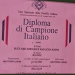 ALLEVAMENTO BULLDOG INGLESE-BUCK AND SONS- TITOLO CAMPIONE ITALIANO- BUCK AND SONS IKESHA