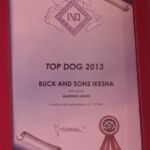 ALLEVAMENTO BULLDOG INGLESE-BUCK AND SONS- TITOLO TOP DOG ENCI- BUCK AND SONS IKESHAI