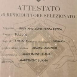 ALLEVAMENTO BULLDOG INGLESI-ATTESTATO RIPRODUTTORE SELEZIONATO ENCI BUCK AND SONS PIZZA PAZZA