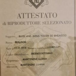 ALLEVAMENTO BULLDOG INGLESI-ATTESTATO RIPRODUTTORE SELEZIONATO ENCI BUCK AND SONS UN TOCCO DI GHIACCIO