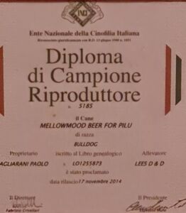 ALLEVAMENTO BULLDOG INGLESE-BUCK AND SONS- TITOLO CAMPIONE RIPRODUTTORE- BUCK AND SONS MELLOWMOOD BEER FOR PILU