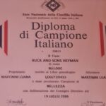 ALLEVAMENTO BULLDOG INGLESE-BUCK AND SONS- TITOLO CAMPIONE ITALIANO- BUCK AND SONS HEYMAN