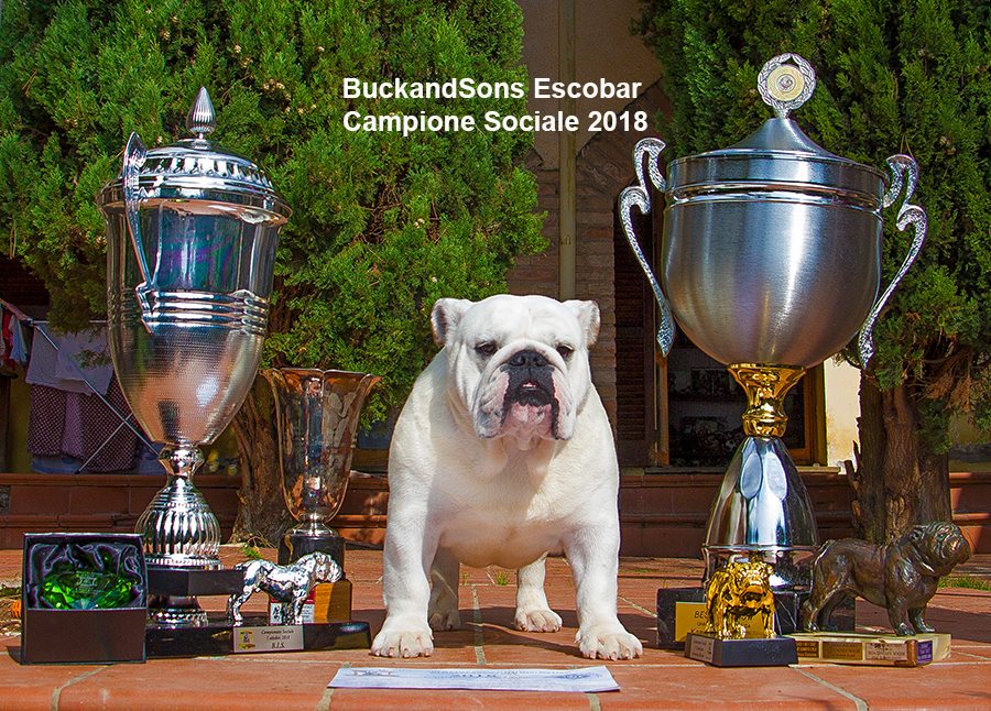 allevamento bulldog inglese- buckandsons-escobar-koby-campione sociale 2018