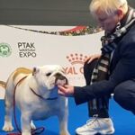 Allevamento BuckandSons bulldog inglese: la razza BuckandSons Escobar campione europeo