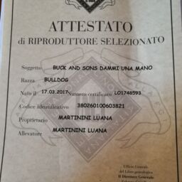 allevamento bulldog inglese-attestato-riproduttrice selezionata -ENCI-buckandsons dammi una mano-