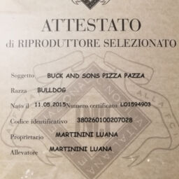 llevamento bulldog inglese- buckandsons-pizza pazza-ATTESTATO-DI-RIPRODUTTRICE-SELEZIONATA-ENCI-