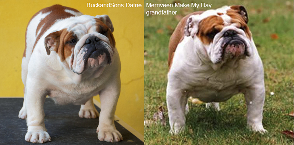 Allevamento BuckandSons I nostri Bulldogs confronto BuckandSons Dafne-Merriveen Make My Day