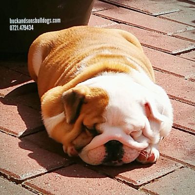 allevamento bulldog inglese- buckandsons - cuccioli