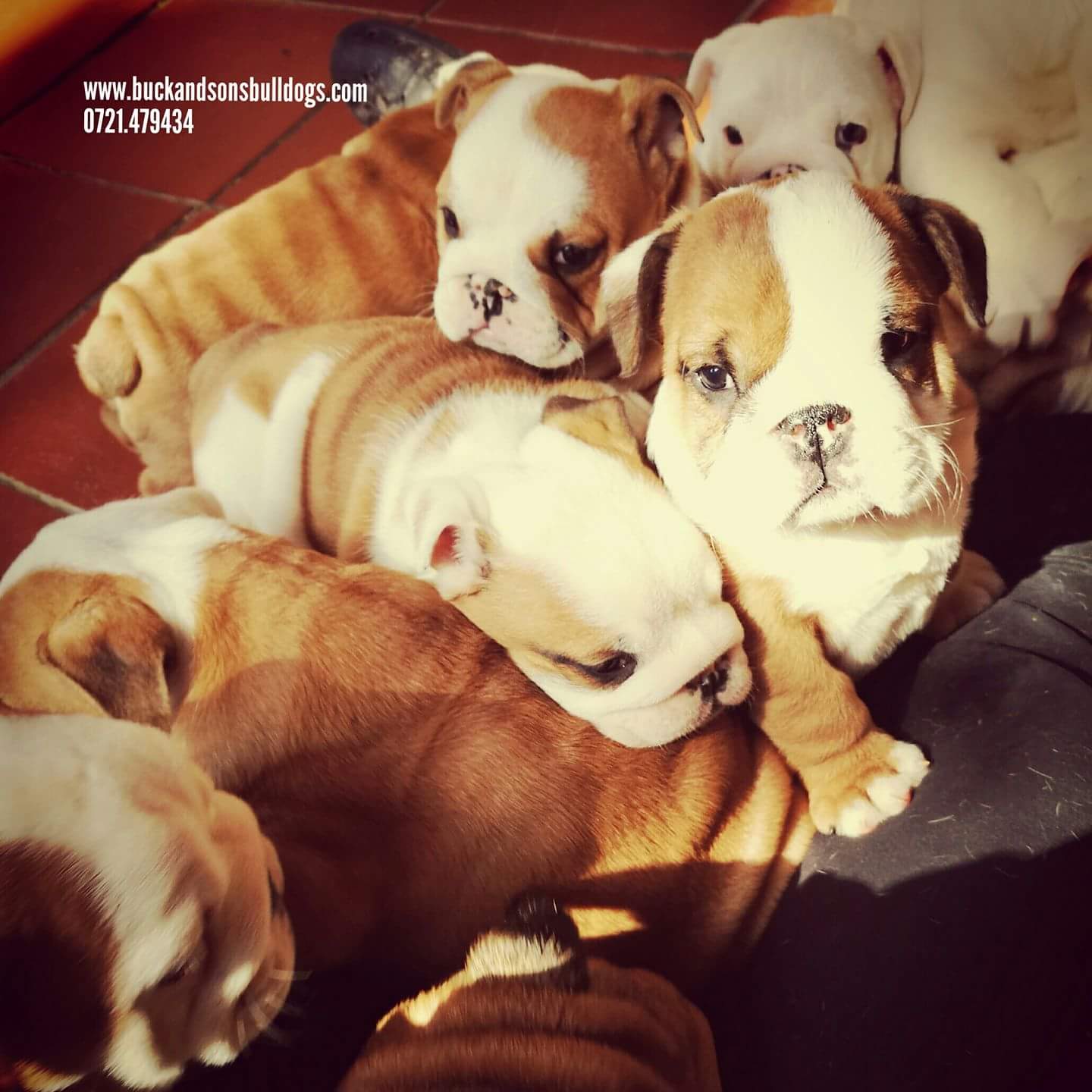 ALLEVAMENTO BULLDOG INGLESE-BUCK AND SONS- CUCCIOLI ALLEVAMENTO BULLDOG INGLESE-BUCK AND SONS- CUCCIOLI