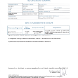 allevamento bulldog inglese-esame huu-BUCKANDSONS fiammetta- fiamma
