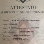 allevamento bulldog inglese-ATTESTATO DI RIPRODUTTRICE SELEZIONATA ENCI BUCK AND SONS TESTIMONIANZA