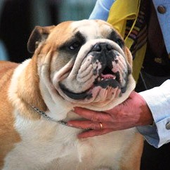 BUCK AND SONS LOULOU-ALLEVAMENTO BULLDOG INGLESE