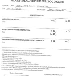allevamento bulldog inglese-Progetto Salute CIB- buck and sons fiammetta