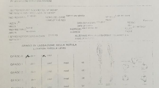 allevamento bulldog inglese-BUCKANDSONS dammi una stretta. fifa-misurazione displasia ginocchio