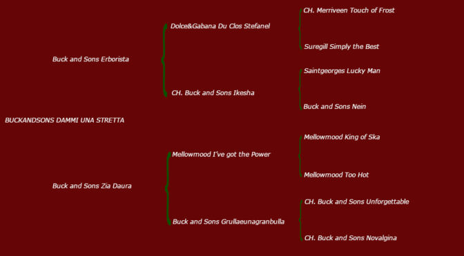 allevamento bulldog inglese-BUCKANDSONS dammi una stretta. fifa pedigree