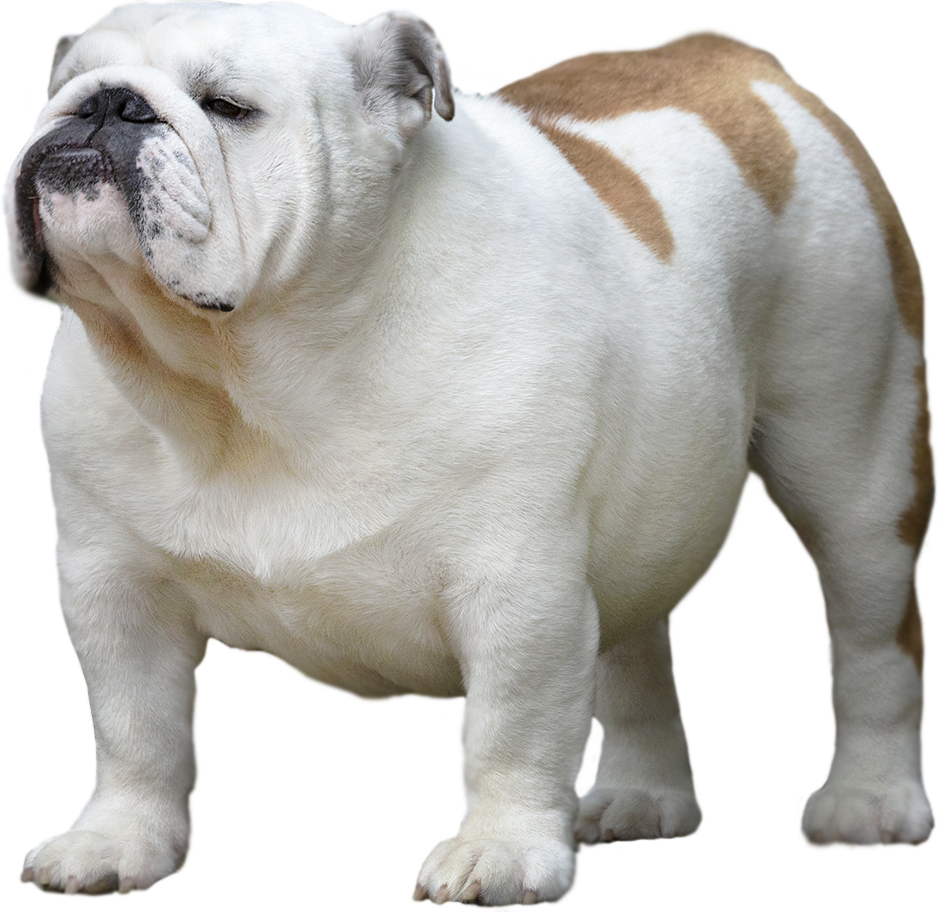 Allevamento-bulldog-inglese-BuckandSons-Escobar