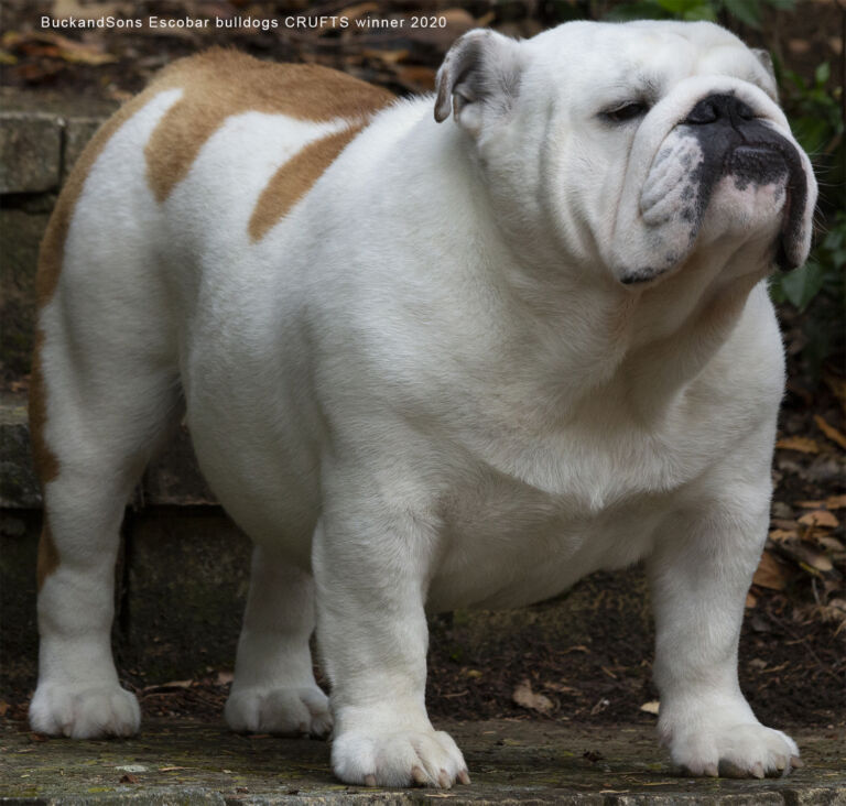 Allevamento Bulldog Inglese BuckandSons Escobar CRUFTS winner