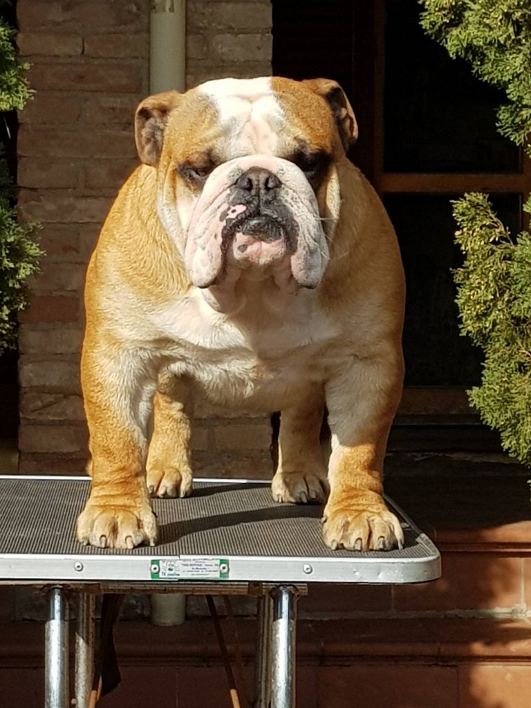 allevamento bulldog inglese: BuckandSons Testimone-kent.jpg
