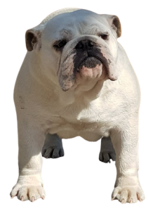 allevamento bulldog inglese:buckandSons magia cuccioli