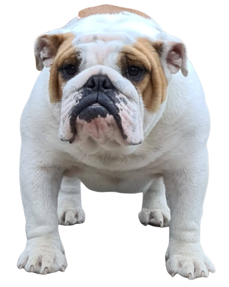 allevanento bulldog inglese buckandsons Dafne 12mese