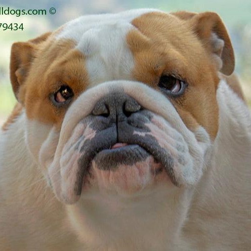 allevamento bulldog inglese:BuckandSons oro rosa