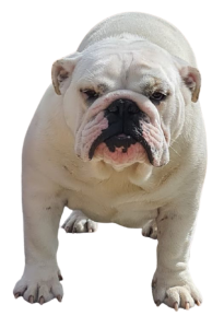 allevamento bulldog inglese:buckandSons oro bianco