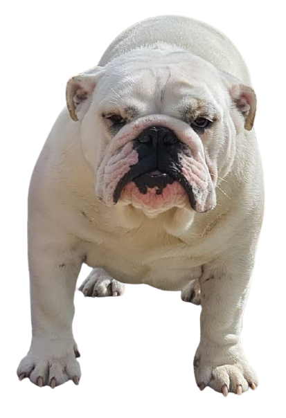 allevamento bulldog inglese:buckandSons oro bianco