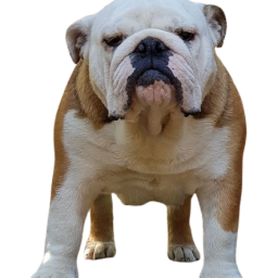 Allevamento bulldog inglesi Buck And Sons Zaozhuang 9 mesi