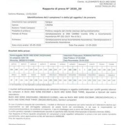 Allevamento bulldog inglesi Buck And Sons ZAOZHUANG JO DNA DIAGNOSI DI PARENTELA