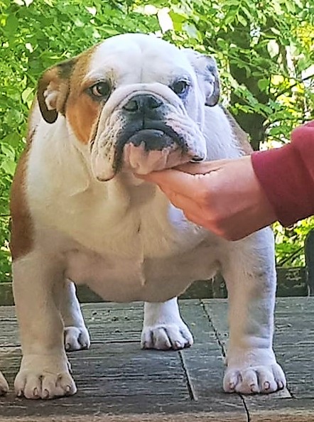 Allevamento bulldog inglesi Buck And Sons Dora