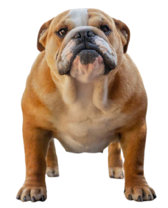 allevamento bulldog inglesi buck and sons ninfea nana 9 mesi