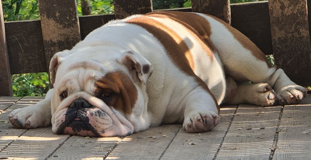 Allevamento bulldog inglesi buck and sons dante