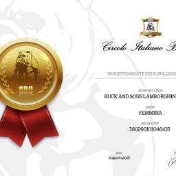 allevamento bulldog inglese: BuckandSons Lamborghini Espada- Anita-Medaglia Oro progetto salute cib