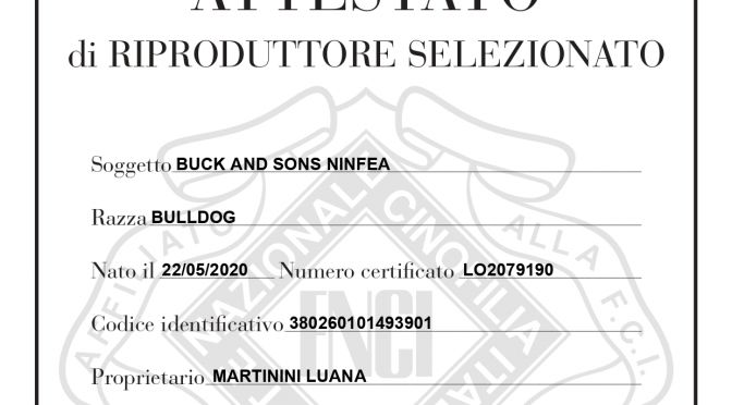 allevamento bulldog inglesi buckandsons DAFNE-NANA- attestato riproduttore selezionato