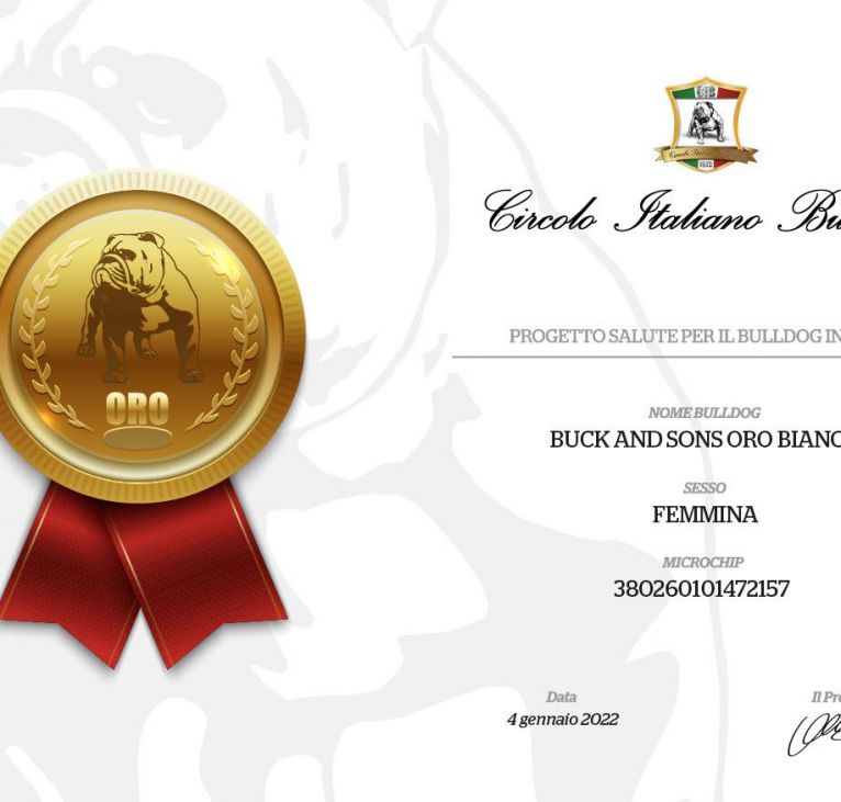 allevamento bulldog inglese:buckandSons Oro Bianco