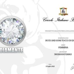 allevamento bulldog inglese:buckandSons tocco di ghiaccio diploma diamante cib