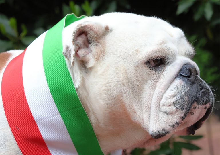 allevamento bulldog inglesi buckandsons dante campione italiano
